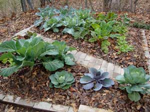 40 Off Trees Shrubs Perennials The Garden Barn