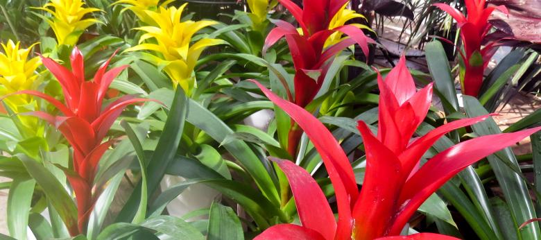 safe houseplants for pets