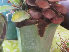 Garden Barn Silk Arrangement