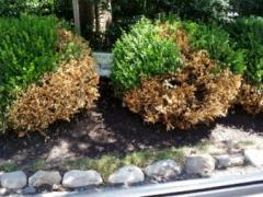 Winter Burn on Boxwoods