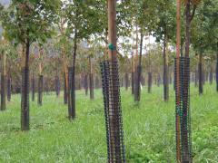Protecting Trees