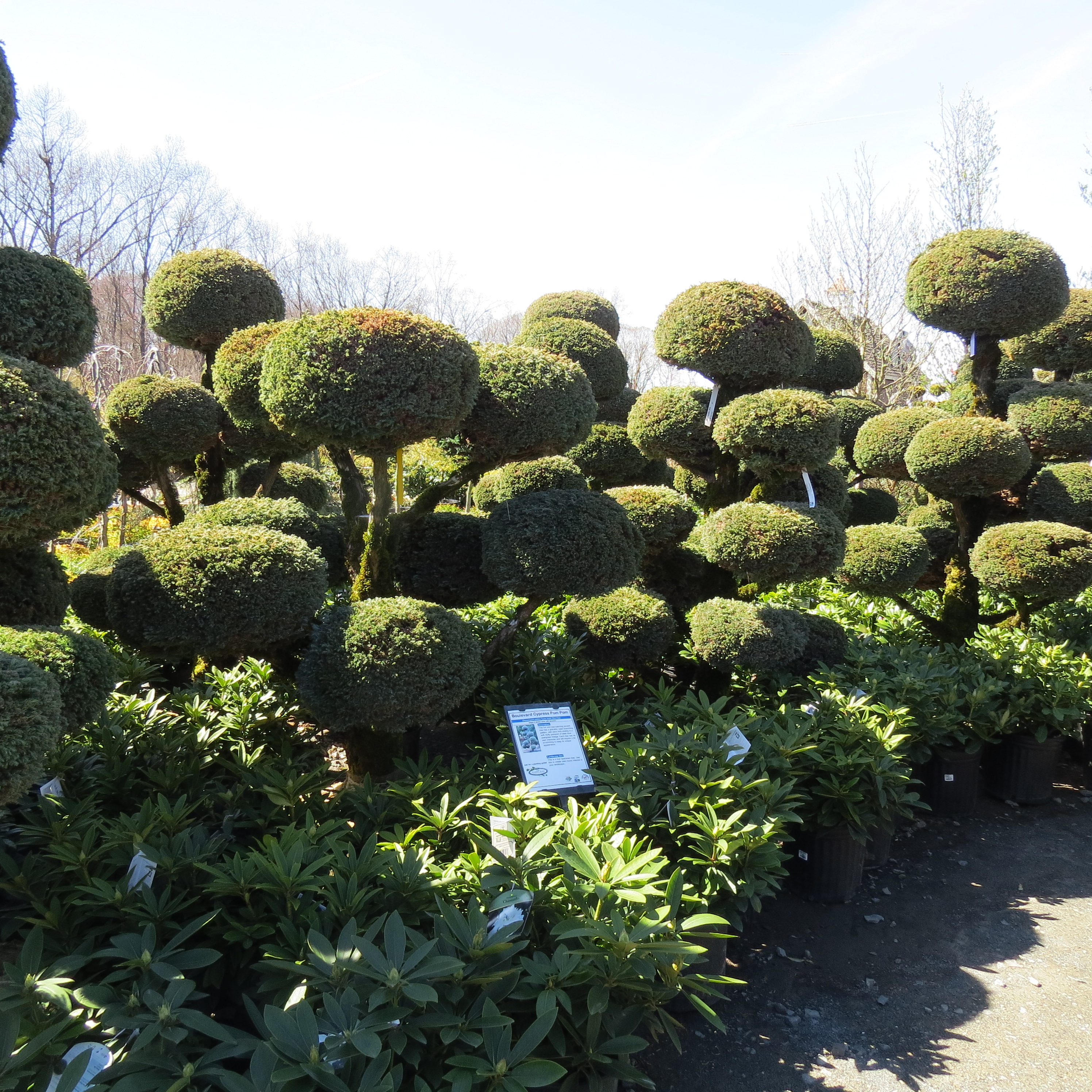 ornamental evergreen shrubs