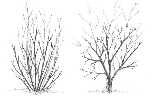 Renewal Pruning