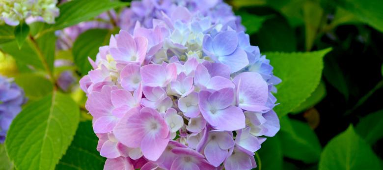 Have Your Hydrangeas Changed in Color?
