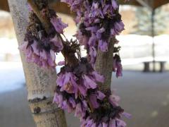 Bud Damage on a Redbud
