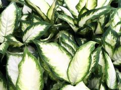 Dieffenbachia