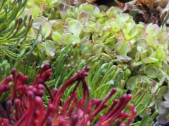 Garden Barn Silk Flowers