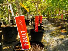 Garden Barn Fruit Trees