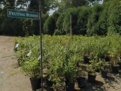 Garden Barn Fruiting Bushes