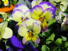 Garden Barn Grown Pansies