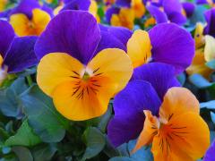 Garden Barn Grown Pansies