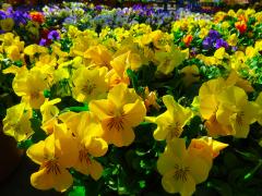 Garden Barn Grown Pansies