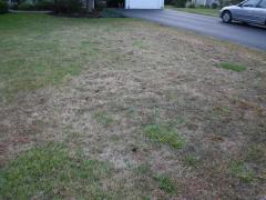 Grub Damage