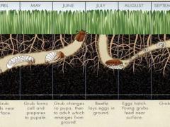 Life Cycle of Grubs