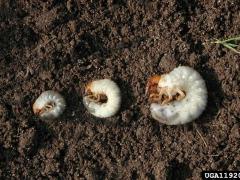 Grubs