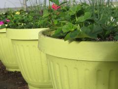 Garden Barn Grown Colorful Planters