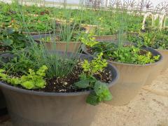 Garden Barn Grown Exquisite Planters