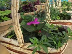 Garden Barn Grown Baskets