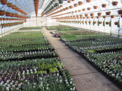 Garden Barn Grown Perennials