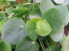 Pilea peperomioides