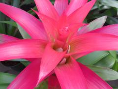 Bromeliads