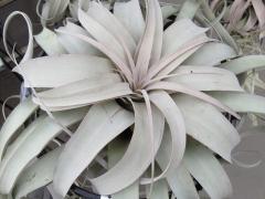 Air Plant Tillandsia