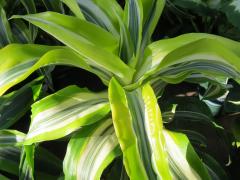 Dracaena Lemon Surprise