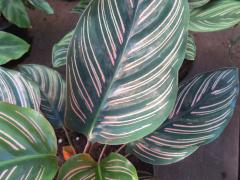 Sindariana Calathea