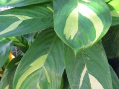 Variegated Ginger