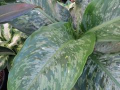 Dieffenbachia Tropical Tiki