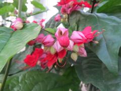 Clerodendrum