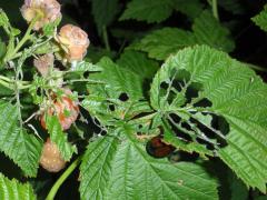 Japanese Beetle Damage