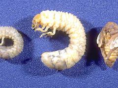 Stages of Japanese Beetles