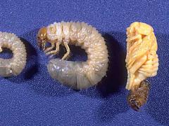Stages of Masked Chafer Grubs