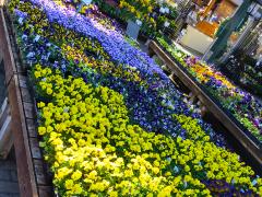 Garden Barn Pansies