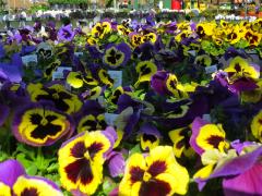 Garden Barn Pansies