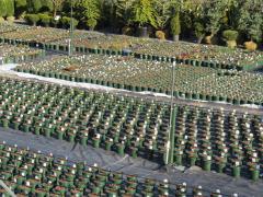 Garden Barn Perennial Production