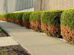 Salt Damage Shrub