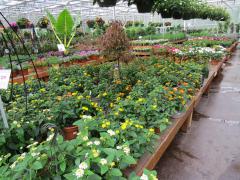 Garden Barn Grown Summer Annuals