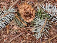 Spruce tip damage