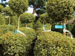 Variegated Boxwood Topiaries
