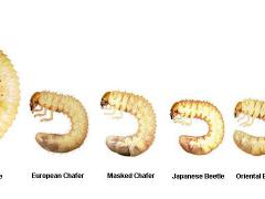 Stages of White Grub Larvae