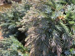Winter burn on Blue Juniper