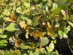 Winter burn on Boxwood