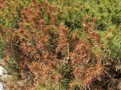 Winter burn on Dwarf Alberta Spruce
