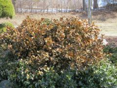 Winter Burn on Holly