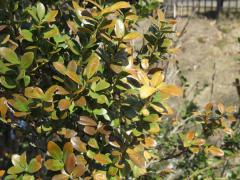 Winter Burn on Japanese Holly