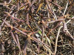 Winter leaf curl on Rhododendron