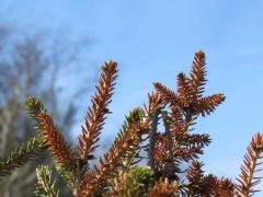 Winter Burn on Spruce