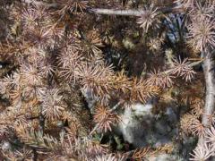 Normal winter needles on a Blue Cedar